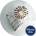 Cones Leopard - Large 7.5cm